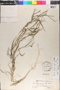 Muhlenbergia frondosa image