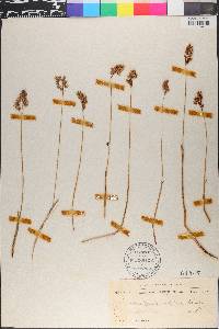 Anthoxanthum monticola image