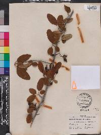 Malus angustifolia image