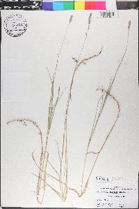 Muhlenbergia racemosa image