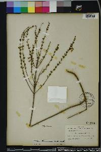Calamintha coccinea image