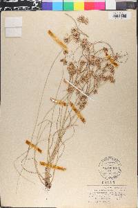 Cyperus acuminatus image