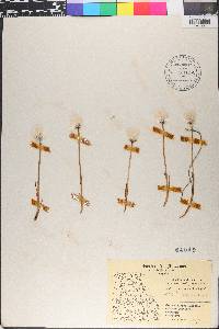 Eriophorum scheuchzeri image