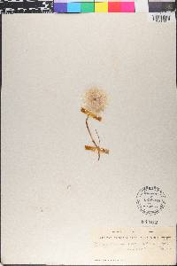 Eriophorum scheuchzeri image