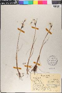 Eriophorum angustifolium image