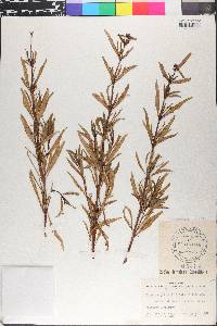 Spermacoce verticillata image