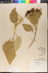 Solanum erianthum image