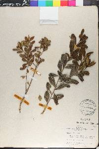 Ilex obcordata image