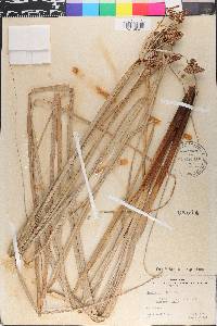 Cyperus ligularis image