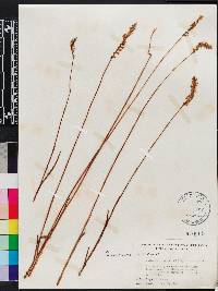 Spiranthes praecox image