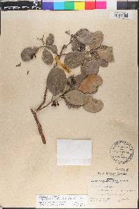 Bursera lunanii image