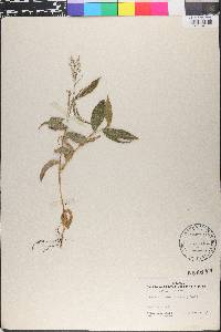 Ichnanthus nemorosus image