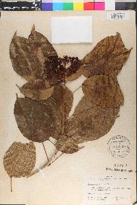 Dendropanax arboreus image