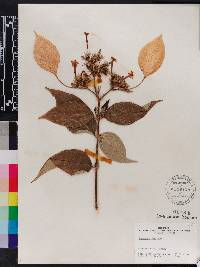 Mussaenda frondosa image