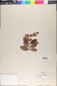 Eugenia coronata image