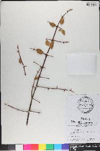 Pisonia aculeata image