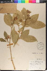 Solanum acropterum image