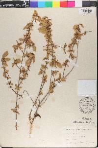 Acalypha scabrosa image