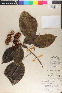 Dendropanax arboreus image