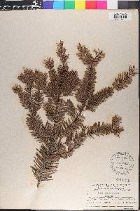 Abies grandis image