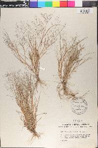 Eragrostis frankii image