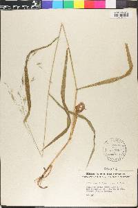 Bromus latiglumis image