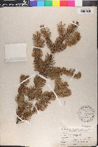 Abies amabilis image