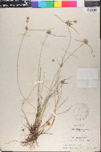 Cyperus lanceolatus image