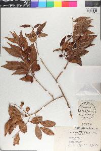 Eugenia disticha image