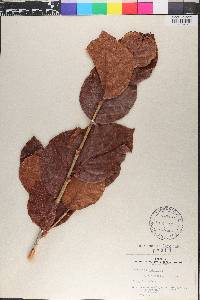 Coccoloba tenuifolia image