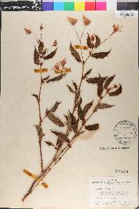 Begonia obliqua image