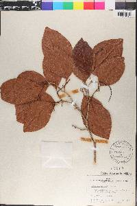 Coccoloba swartzii image