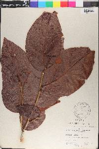 Coccoloba krugii image