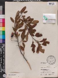 Malus angustifolia image