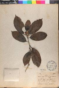 Ilex jenmanii image