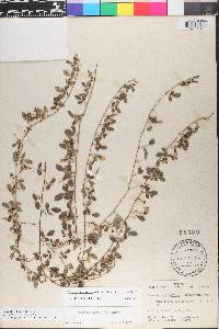 Galactia minor image