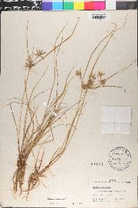 Cyperus flavescens image