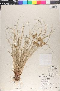 Cyperus flavescens image
