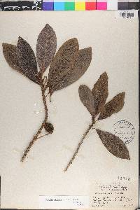 Pouteria caimito image