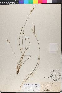 Carex dasycarpa image