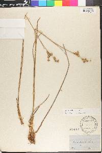 Juncus scirpoides image