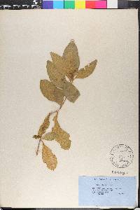 Solanum nitidum image