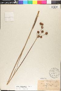 Juncus megacephalus image