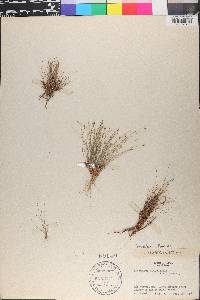 Eleocharis minima image