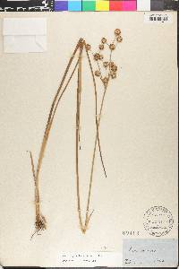 Juncus megacephalus image