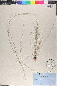 Aristida neglecta image