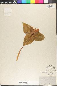 Trillium underwoodii image