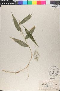 Ichnanthus pallens image
