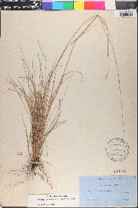 Schizachyrium gracile image