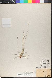 Lachnocaulon anceps image